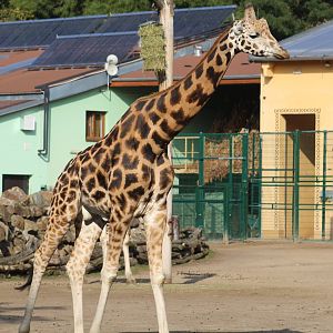 Baringo Giraffe