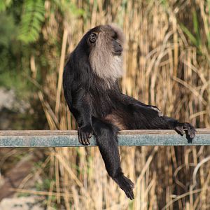 Lion-Tailed Macaque
