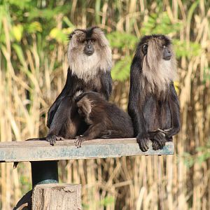 Lion-Tailed Macaques