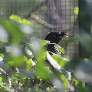 Indochinese Crested Mynah