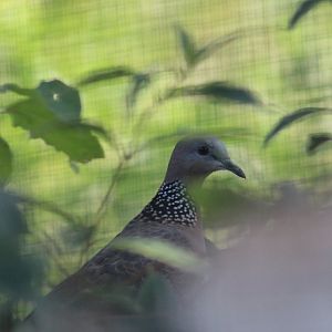 Sunda Spotted Dove