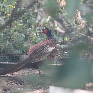 Mongolian Ring-Necked Pheasant