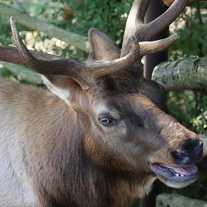 Tule Elk