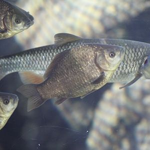Crucian Carp & Chub