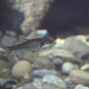 European Gudgeon