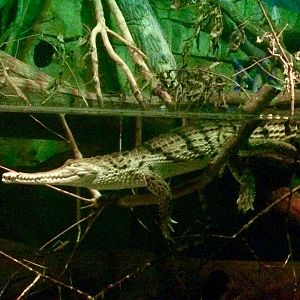 Australian Freshwater Crocodile