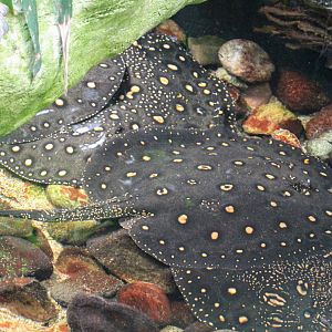 Ocellate River Stingrays