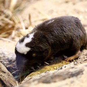 Damaraland mole-rat (Fukomys damarensis)