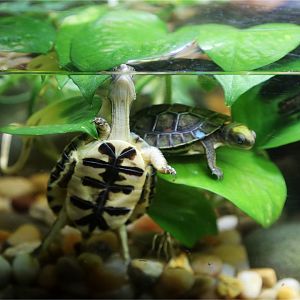 Yellow-headed box turtle (Cuora aurocapitata)