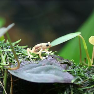 Kihansi spray toad (Nectophrynoides asperginis)