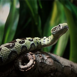 Ethiopian mountain adder (Bitis parviocula)