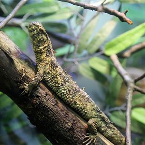 Chinese crocodile lizard
