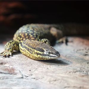 Ackies dwarf monitor
