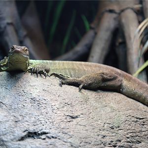 Mertens's water monitor (Varanus mertensi)