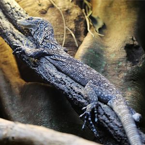 Blue tree monitor (Varanus macraei)