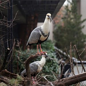 Black-faced ibis (Theristicus melanopis)