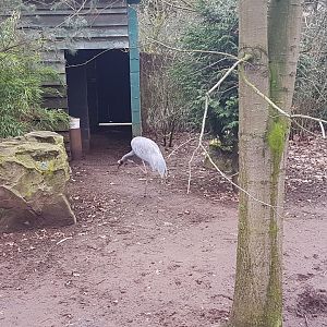 Enclosure Sarus crane
