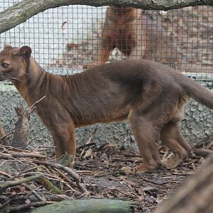 Fossa