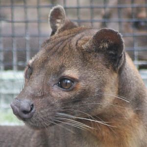 Fossa