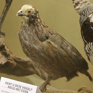 Buffy-crowned tree-quail