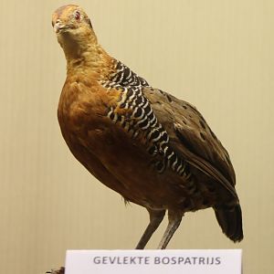 Furruginous wood-partridge