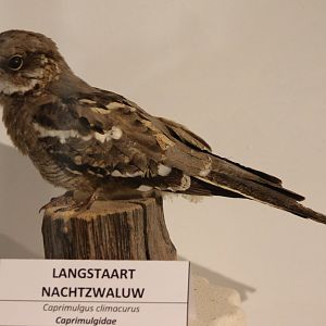 Long-tailed nightjar