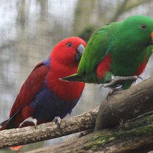 Eclectus pair