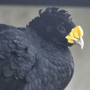 Great curassow - male