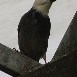Silky starling