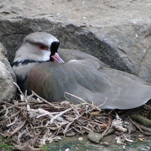 Southern lapwing