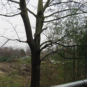 Wild Asia construction update