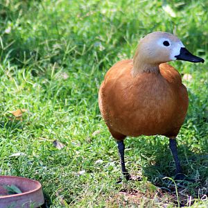 Ruddy Shelduck (Tadorna ferruginea)