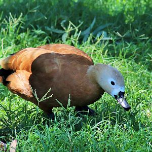 Ruddy Shelduck (Tadorna ferruginea),