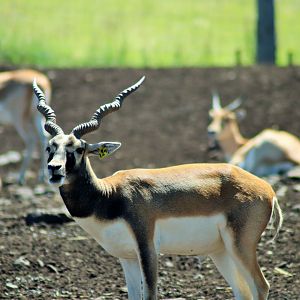 Blackbuck (Antilope cervicapra),
