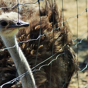 Ostrich (Struthio camelus)