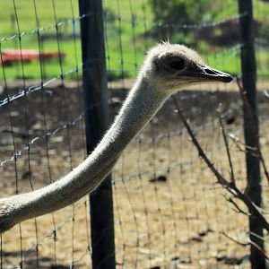 Ostrich (Struthio camelus),