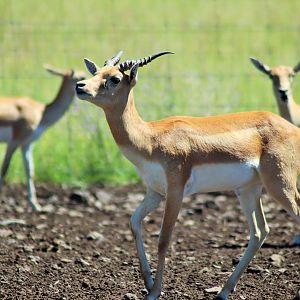 Blackbuck (Antilope cervicapra)