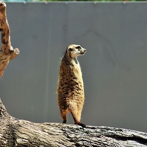 Meerkat (Suricata suricatta)
