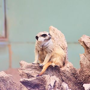 Meerkat (Suricata suricatta)