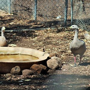 Cape Barren goose (Cereopsis novaehollandiae)