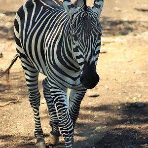 Grant's Zebra (Equus quagga boehmi)