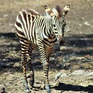 Grant's Zebra Foal (Equus quagga boehmi)