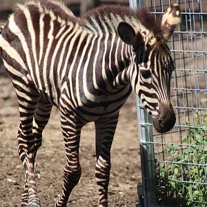 Grant's Zebra Foal (Equus quagga boehmi)