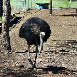 Ostrich (Struthio camelus)