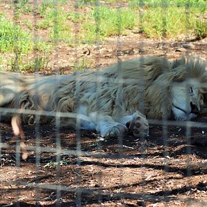 White Lion (Panthera leo krugeri)