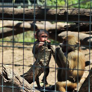 Hamadryas Baboon (Papio hamadryas)