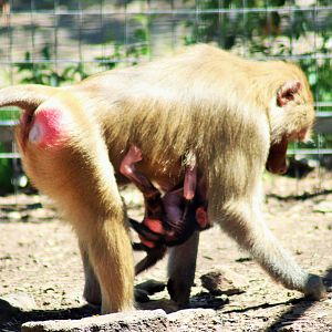 Week-old Baboon Baby
