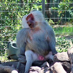 Male Hamadryas Baboon (Papio hamadryas)