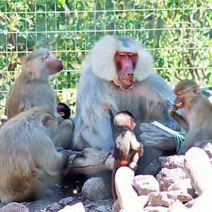 Baboon Family Scene
