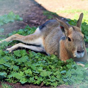 Patagonian Mara (Dolichotis patagonum)